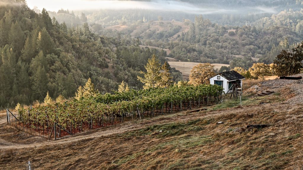 A vineyard in Sonoma